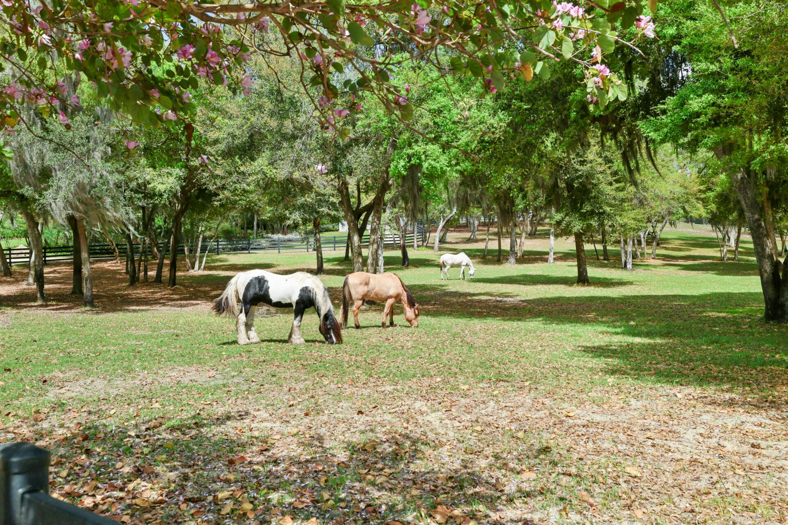 Horse pasture on the 20-acre property at The Place at Lake Placid