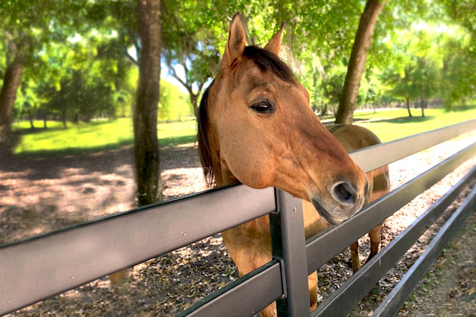 Horse on the grounds at The Place at Lake Placid